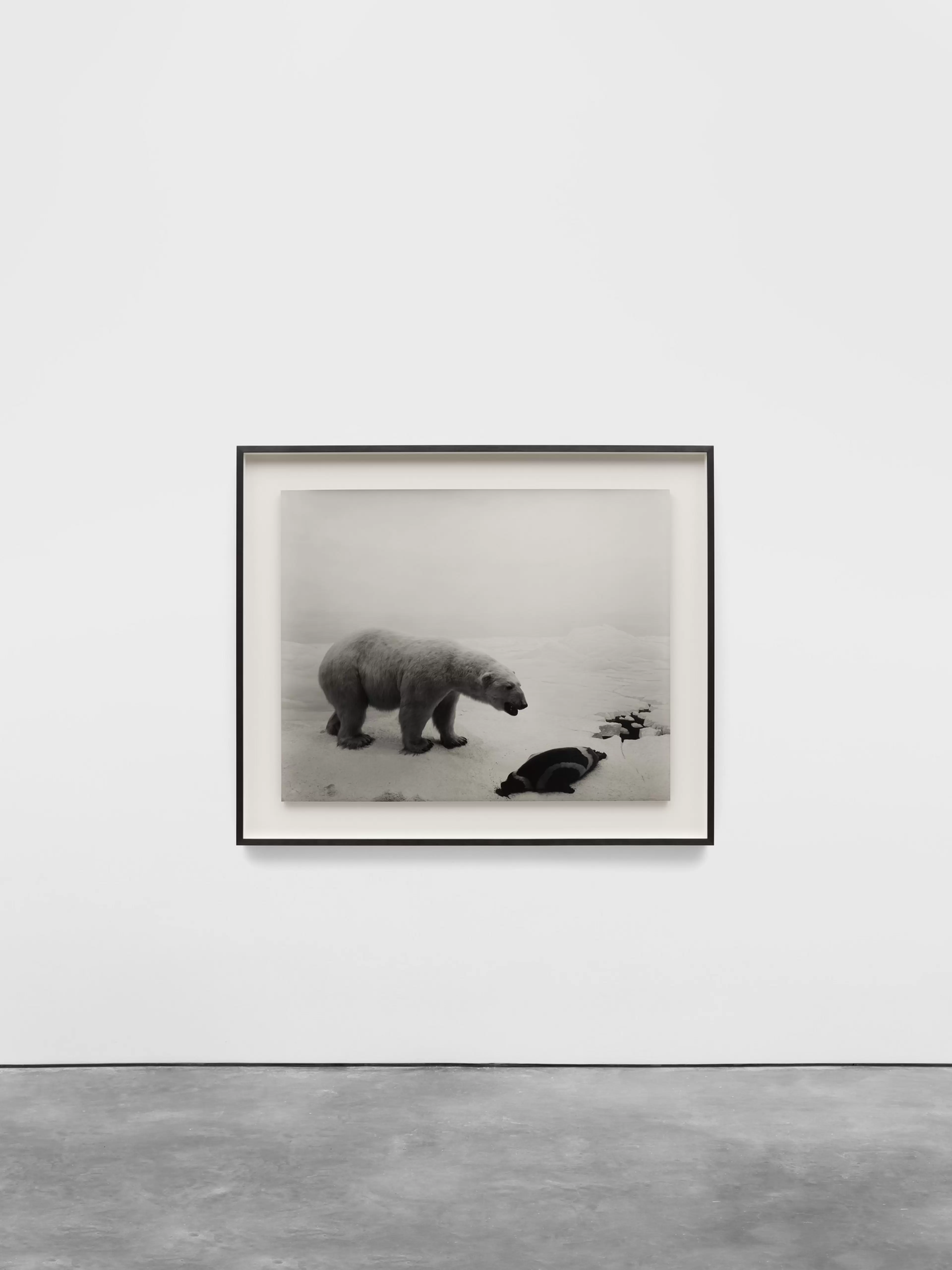 Polar Bear by Hiroshi Sugimoto