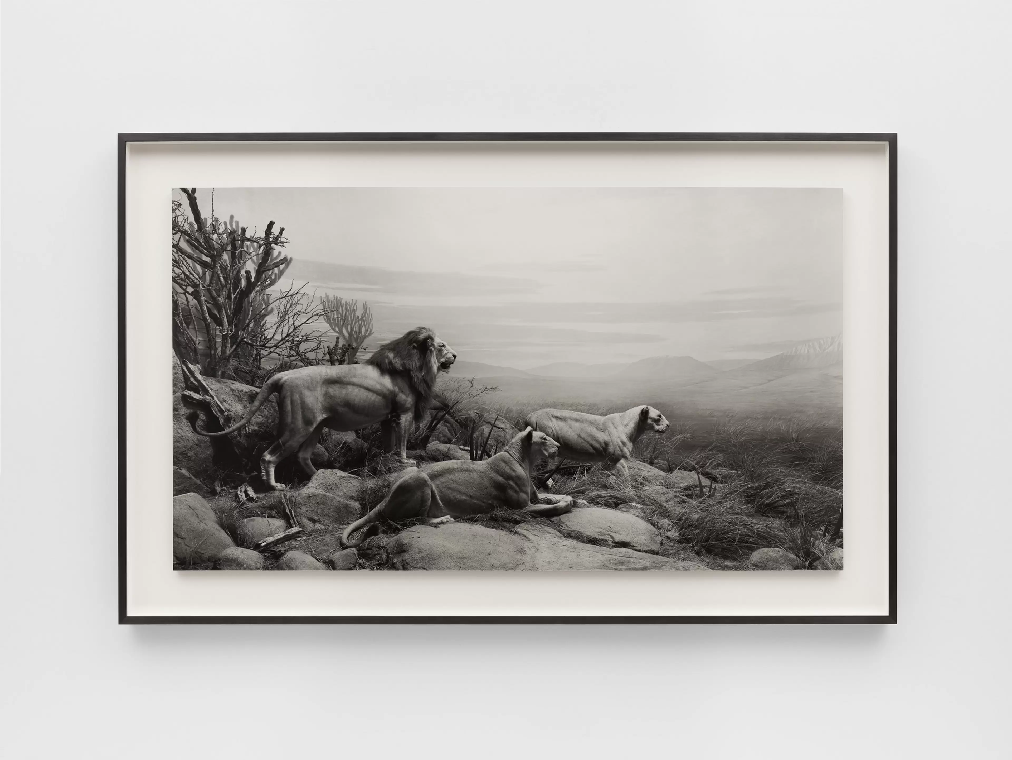 Lion by Hiroshi Sugimoto