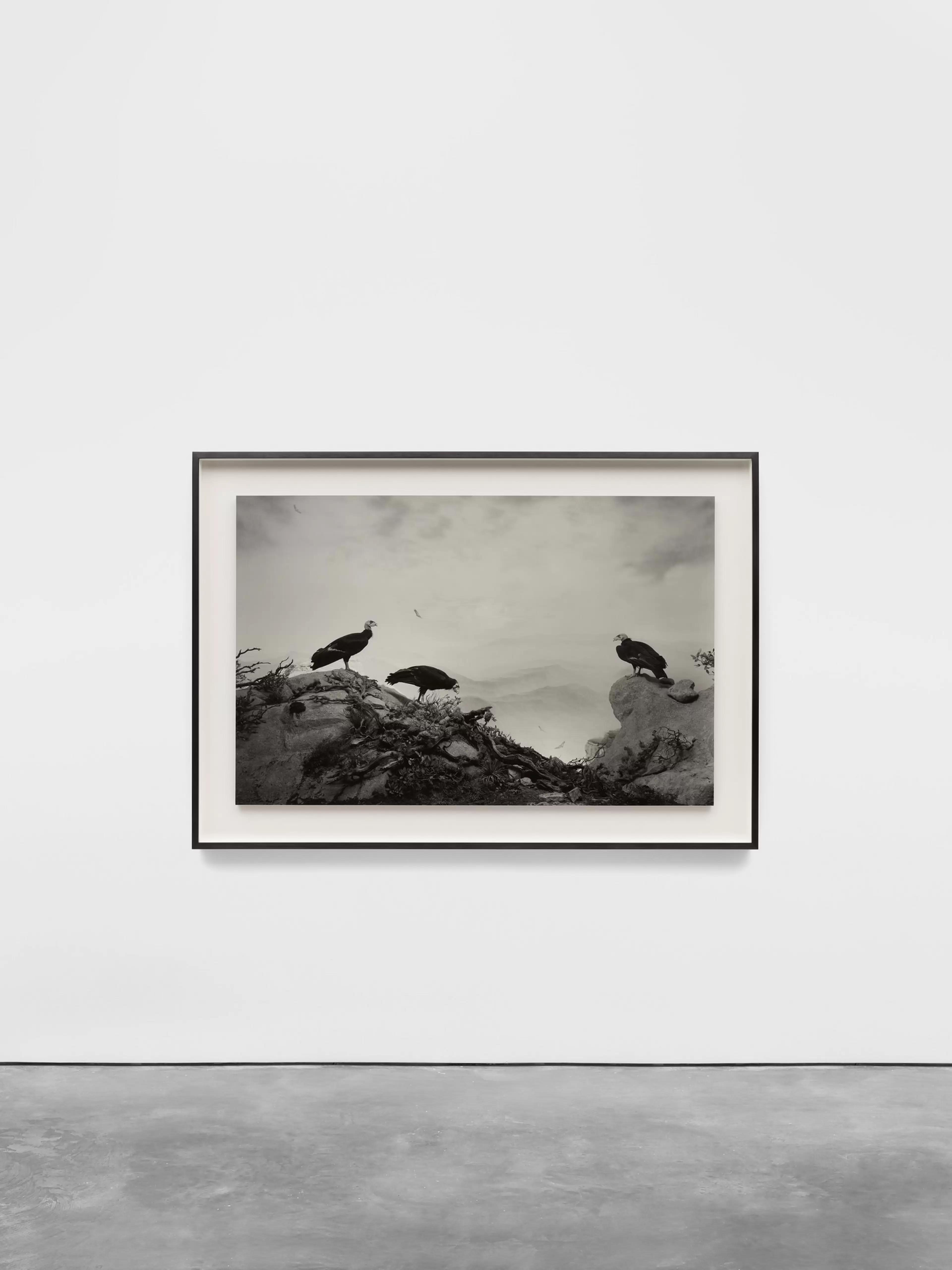 California Condor by Hiroshi Sugimoto