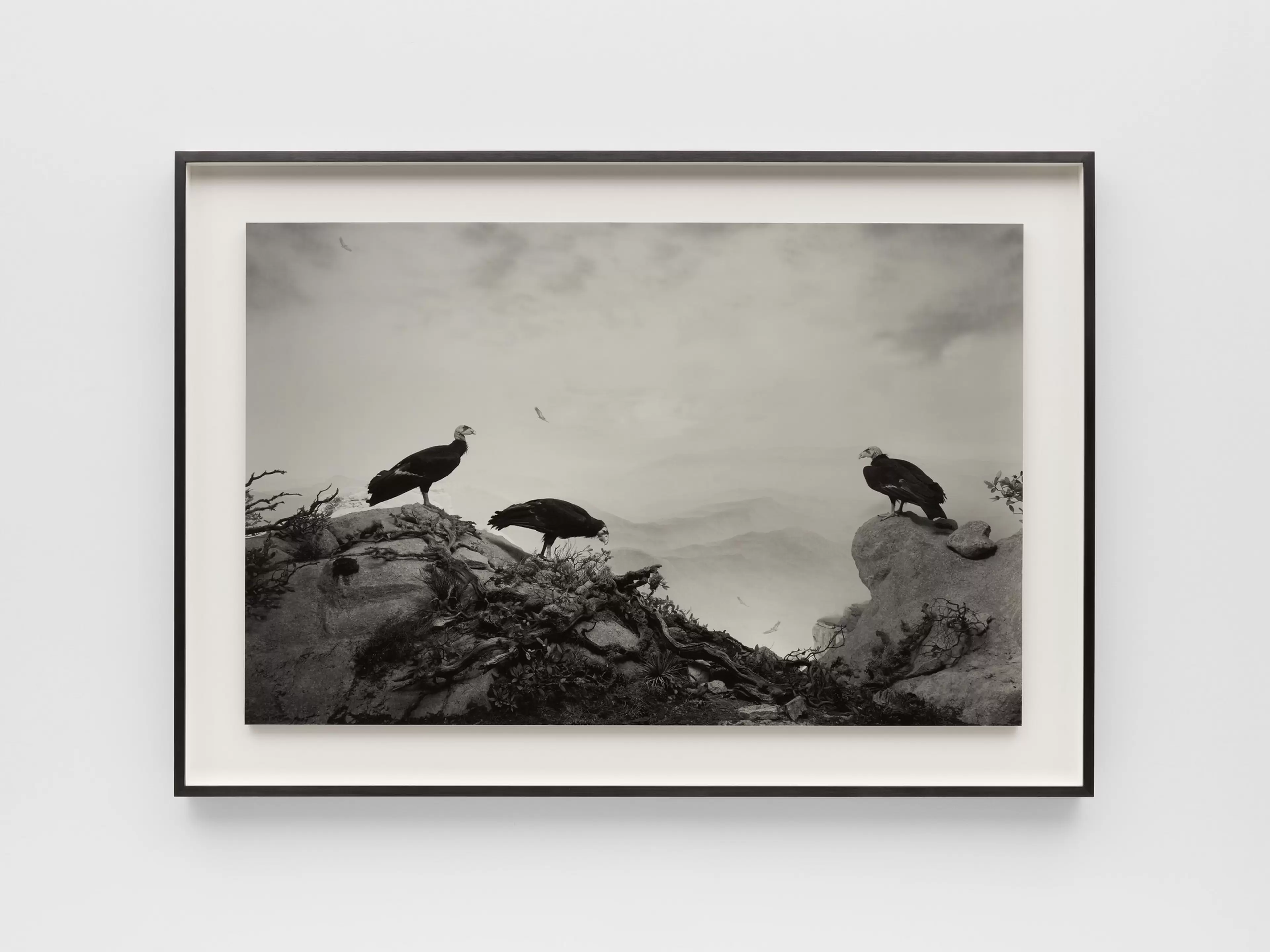 California Condor by Hiroshi Sugimoto