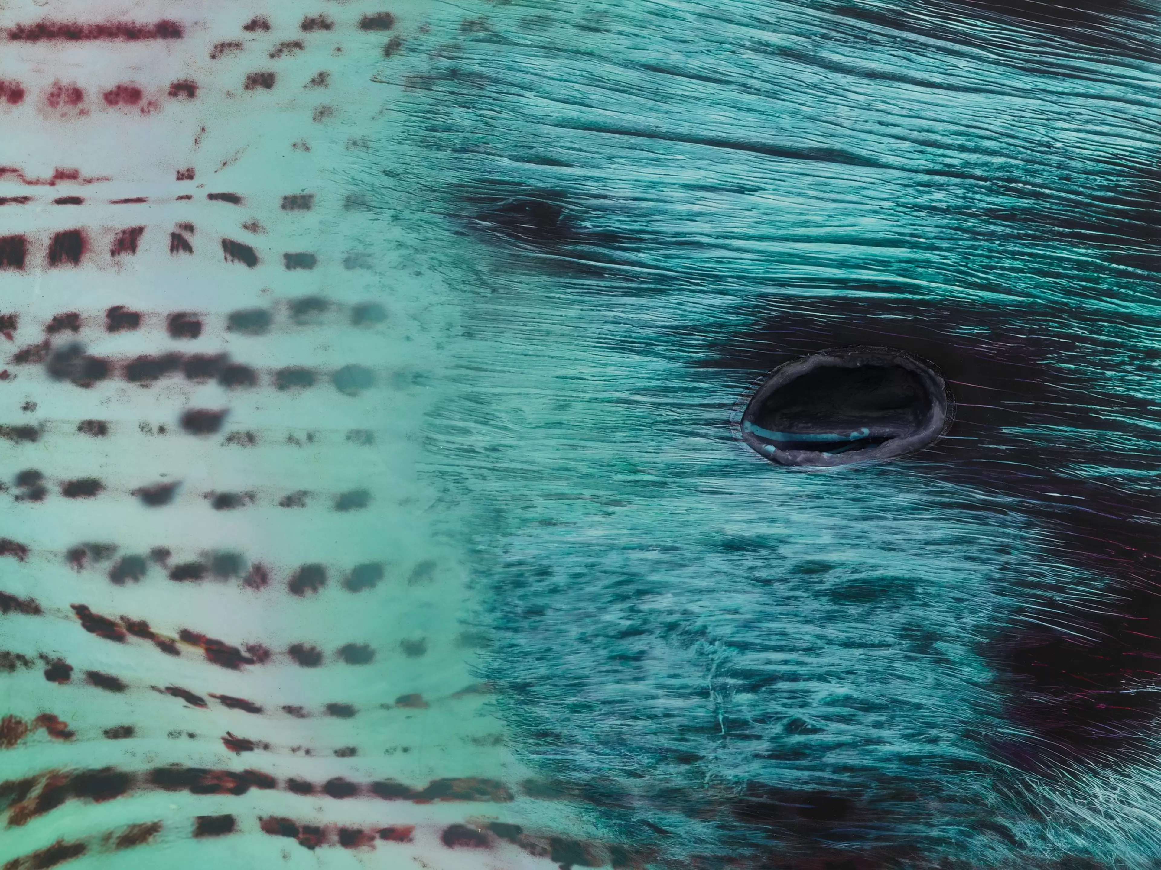 Detail of Tishan Hsu, cheetah-grass (2026), mixed-media work combining UV print, silicone, ink, stainless steel, acrylic and urethane on wood.