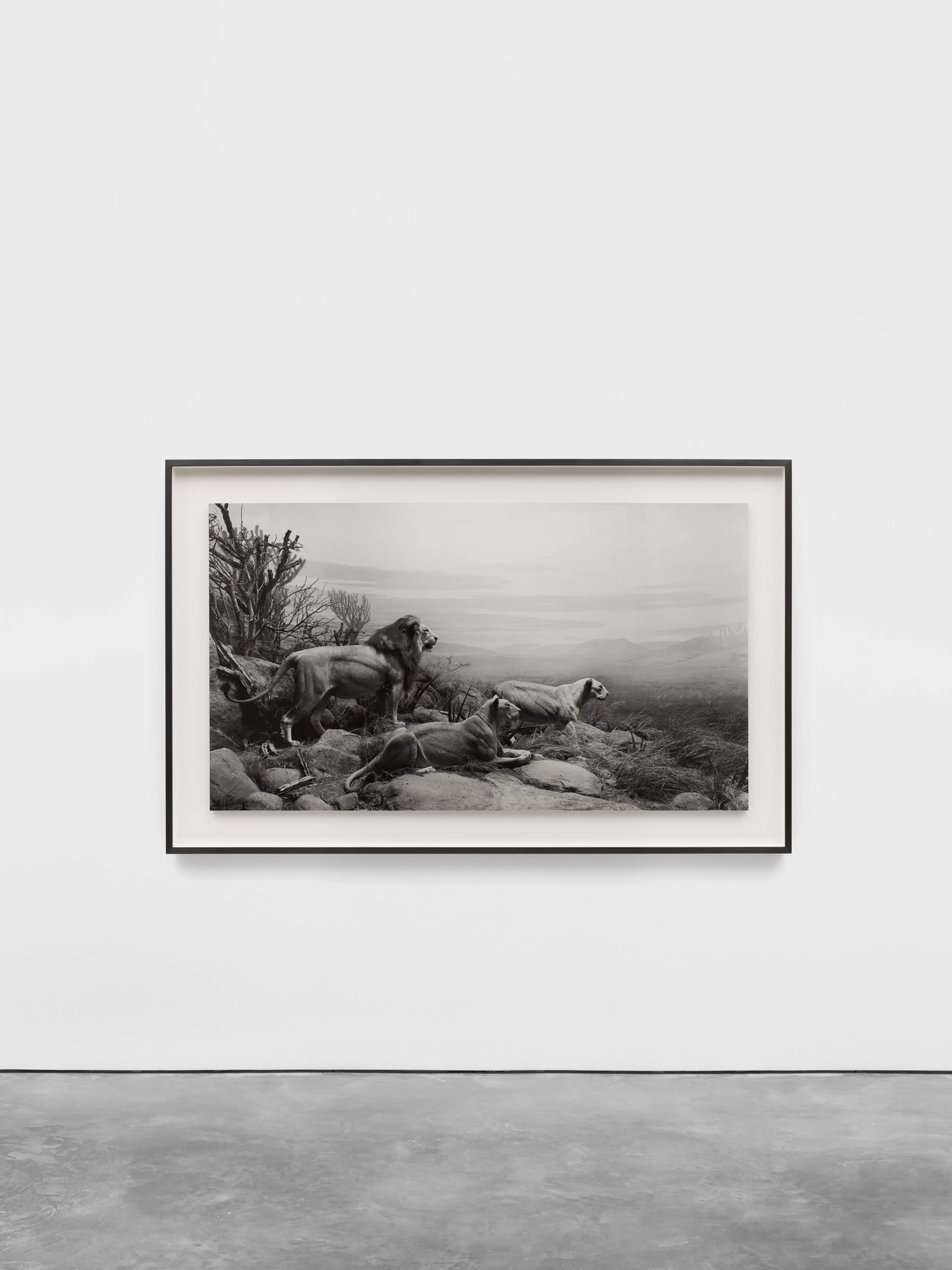 Lion by Hiroshi Sugimoto