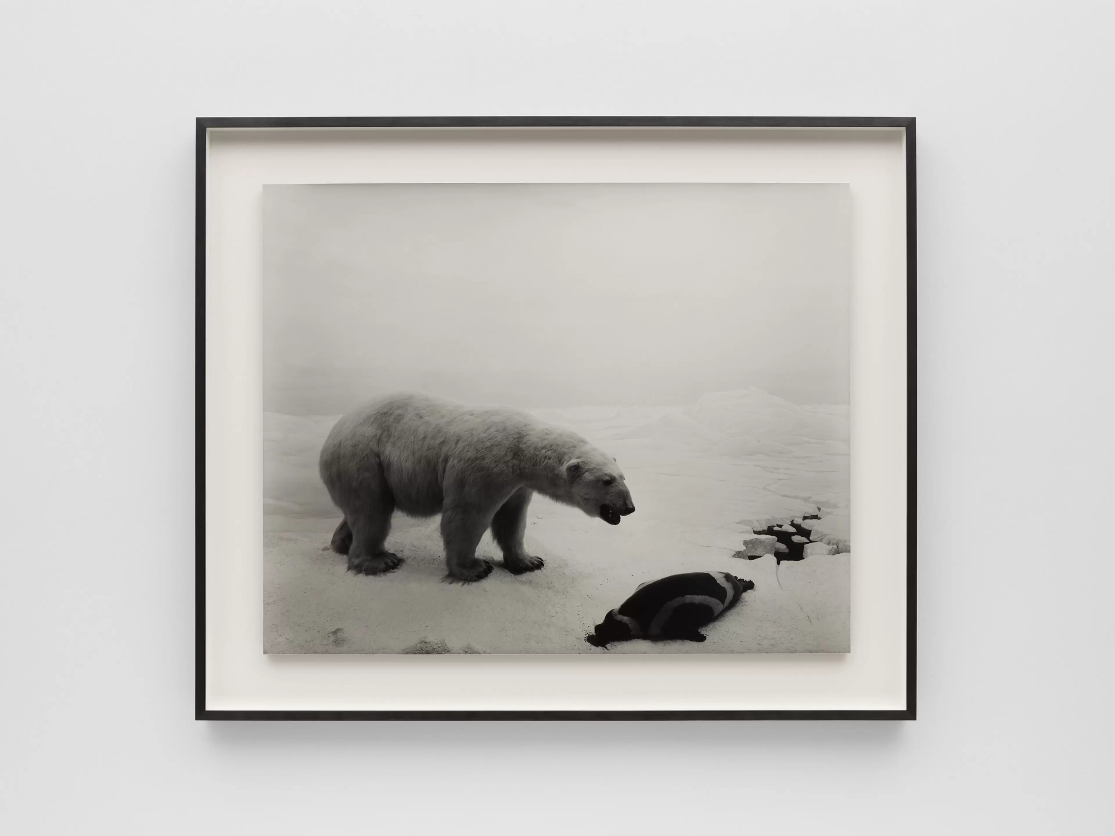 Polar Bear by Hiroshi Sugimoto